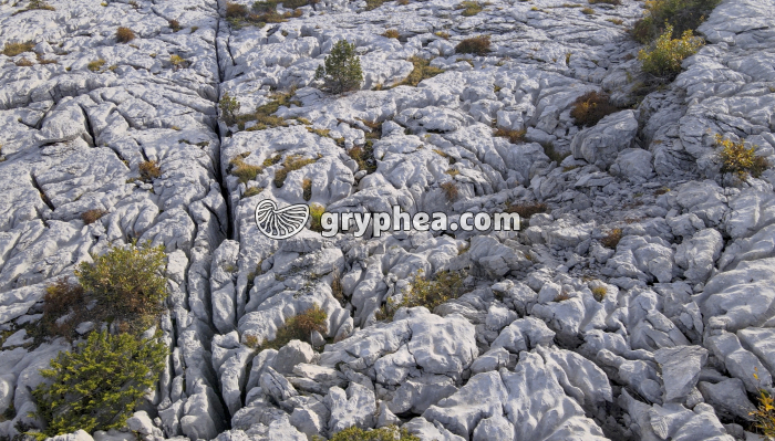 Lapiaz - détail - gryphea.org